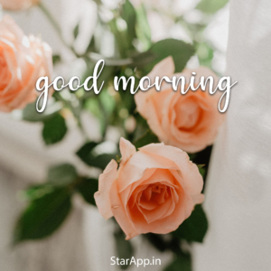 Good Morning Images With Flowers Hd & Morning Rose Flower