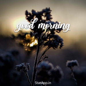 Shandar Good Morning Images in Hindi Good morning motivation Happy morning quotes Happy good morning quotes