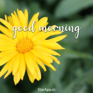 Good Morning Message Text SMS Quote Lines Pics Images Wishes Good Morning Hindi Messages अब दिन की करें शुरुआत इन मैसेजेस के साथ