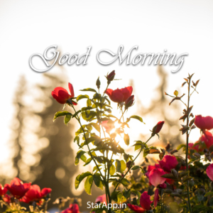 Good Morning Wishes Message Image with Flowers Free Download Vector Image PNG PSD Files