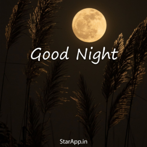 Funny Good Night Messages and Wishes