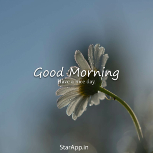 Most Beautiful Good Morning images with Flowers Hindi Status Good morning flowers Good morning images flowers Good morning beautiful flowers